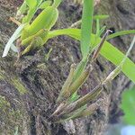 Prosthechea abbreviata Leaf