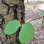 Colophospermum mopane Levél