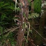 Tmesipteris sigmatifolia 樹皮