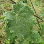 Abutilon grandiflorum Folla