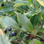 Sarcococca hookeriana Fruit