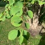 Cercidiphyllum japonicum Leaf