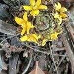 Curculigo capitulata Flower