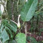 Philodendron inaequilaterum Прочее