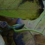 Magnolia sprengeri Blad