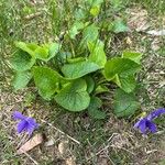 Viola sororia Листок