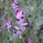 Fumaria barnolae Fula