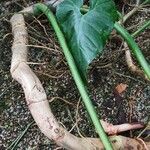 Philodendron grandifolium Corteza