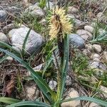 Carex flacca 花