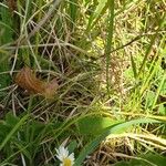 Leucanthemum heterophyllum 花