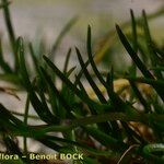 Sagina glabra Hoja