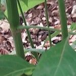 Barleria cristata Bark