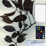 Aldina latifolia Drugo