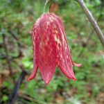 Fritillaria gentneri പുഷ്പം