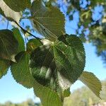 Tilia cordata Lehti