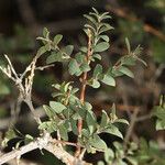 Symphoricarpos longiflorus Habitus