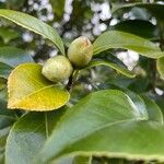 Camellia japonica Flower