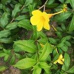 Allamanda catharticaFlower