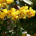 Senna spectabilis Fruto