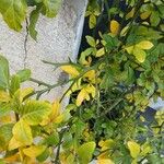 Citrus trifoliataFuelha