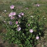 Malva thuringiaca Flower