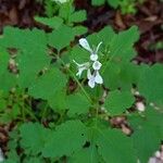 Cardamine chelidonia 花