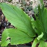 Curcuma longa Feuille