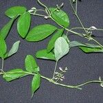 Galactia striata अन्य