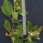 Solanum torvum Muu