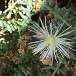 Mesembryanthemum nodiflorum Bloem