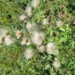 Cirsium arvenseFlower