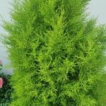 Cupressus macrocarpa 叶