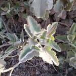 Kalanchoe beharensisপাতা