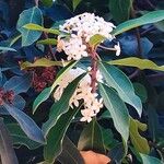 Acokanthera oblongifolia Λουλούδι