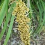 Lomandra longifolia Flor