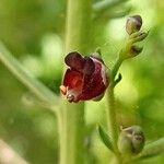 Scrophularia lucida Flower