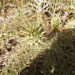 Cynara humilis Flor