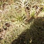 Cynara humilis Blomst