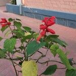 Salvia splendensFlower