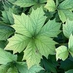 Rodgersia podophylla पत्ता