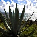 Agave tequilana Hostoa