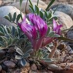 Astragalus missouriensis Leaf