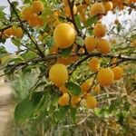 Prunus brigantina Vaisius