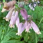 Dicentra formosa Flors