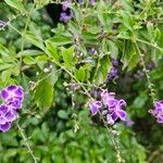 Duranta erectaFlower