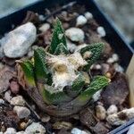 Ariocarpus bravoanus Hoja