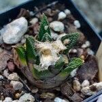 Ariocarpus bravoanus Лист