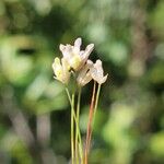 Burmannia capitata Flower