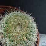 Parodia concinna Άλλα