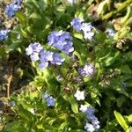 Myosotis sylvatica 花